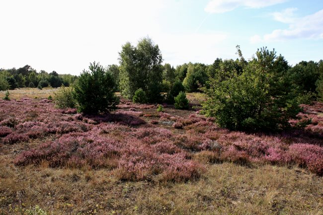 Heideblüte - Kummersdorfer Heide
